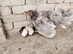 Aseel Chicks For Sale