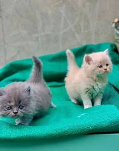 03284714853 contact whatsapp persian kittens pair urgent sale