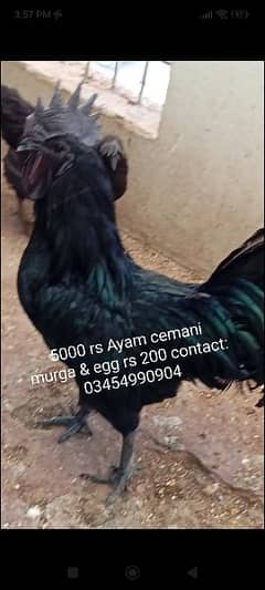 i am selling my Ayam cemani murga pure