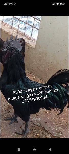 i am selling my Ayam cemani murga pure 1