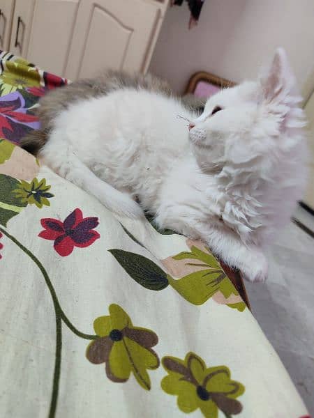 2 months old semi punch persian male. #Trained 0
