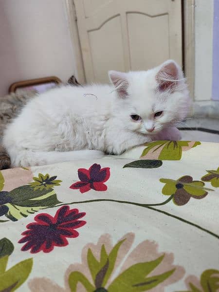 2 months old semi punch persian male. #Trained 1