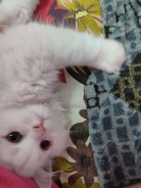 2 months old semi punch persian male. #Trained 4
