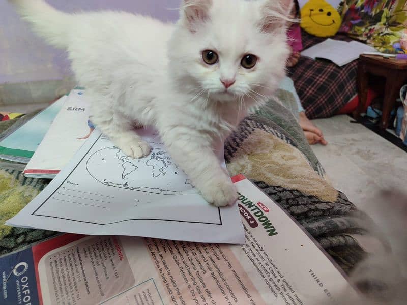 2 months old semi punch persian male. #Trained 6