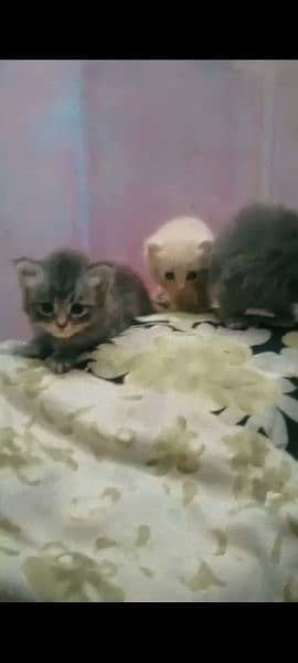 cat with three kittens 3