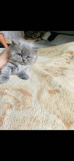 Persion Kitten
