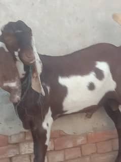 desi beetle Qurbani ke liye bakra for sale. 03262867305