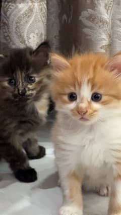 3 Kittens for FREE