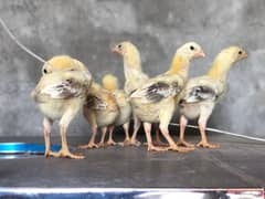 Oh Shamo Chicks Available. Parents Picture Attached
