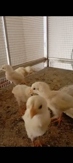 Heera aseel chicks for sale of this pair no compromise on quality