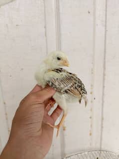 aseel/chicks