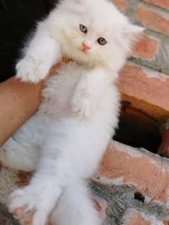 persian kitten odd eyes male availble