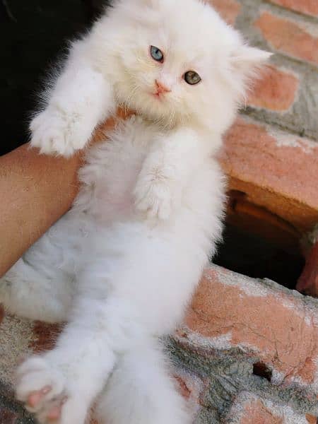 persian kitten odd eyes male availble 0