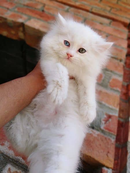 persian kitten odd eyes male availble 1