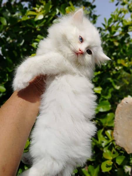 persian kitten odd eyes male availble 2