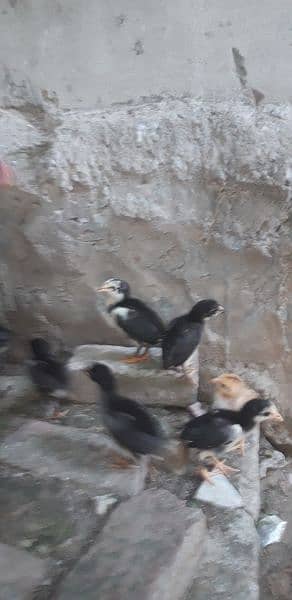 mother with 7 chicks 1