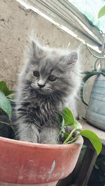 Cat | Kitten | Persian cat  | Persian kitten | Tripple coat 2
