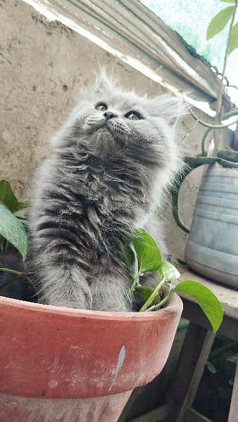 Cat | Kitten | Persian cat  | Persian kitten | Tripple coat 3