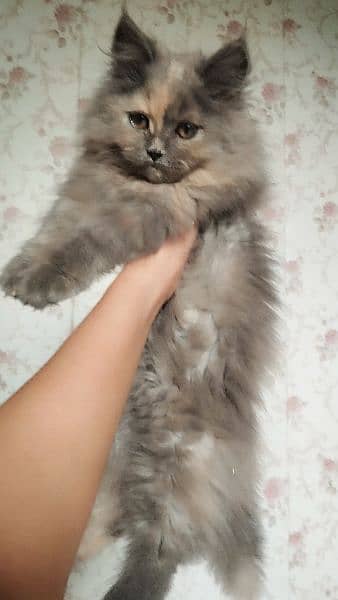Cat | Kitten | Persian cat  | Persian kitten | Tripple coat 4