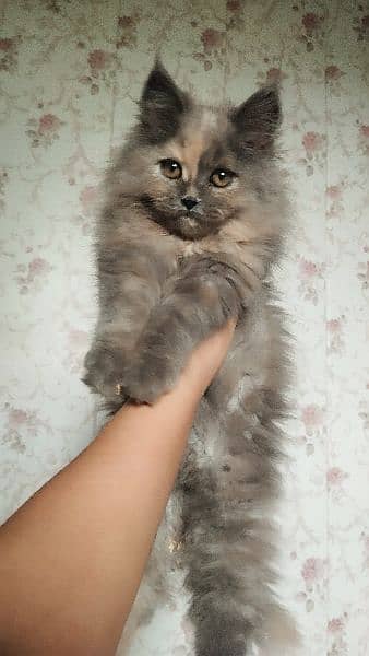 Cat | Kitten | Persian cat  | Persian kitten | Tripple coat 5