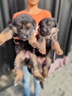 double coat GSD puppy pair for sale 27 days old