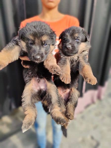 double coat GSD puppy pair for sale 27 days old 0