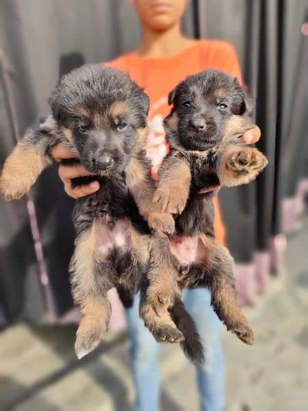 double coat GSD puppy pair for sale 27 days old 1