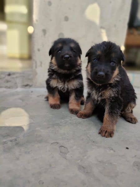 double coat GSD puppy pair for sale 27 days old 2