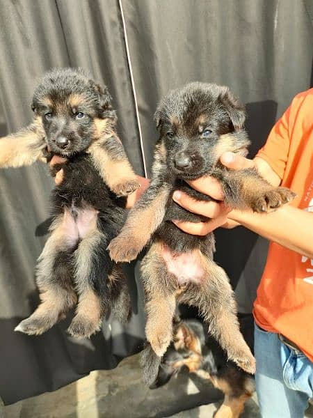double coat GSD puppy pair for sale 27 days old 3