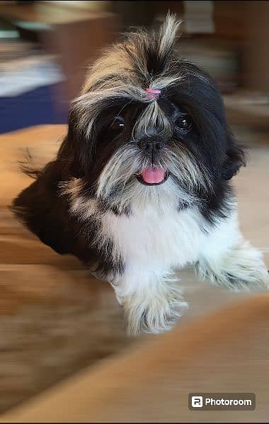 Shih Tzu / Shitzu Pedigreed 5 months old  show class puppies for sale 6