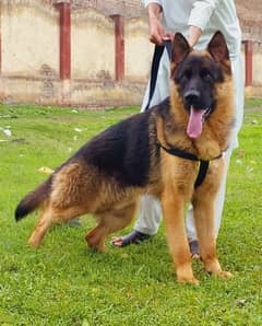 double cort black mask German Shepherd male looking for new Home
