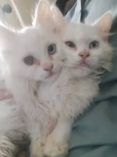 Persian Cat pair. Triple coat. Two color eyes