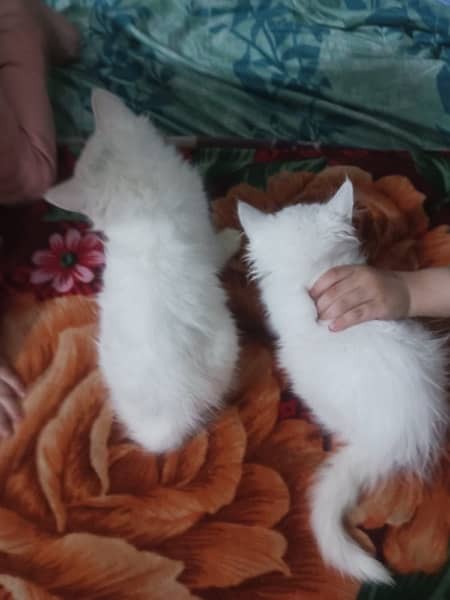 Persian Cat pair. Triple coat. Two color eyes 3