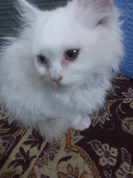 Persian Cat pair. Triple coat. Two color eyes 4