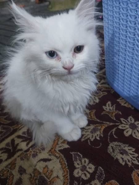 Persian Cat pair. Triple coat. Two color eyes 5