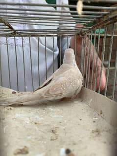 cream dove and ultra red dove