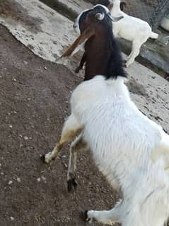 healthy male gulabi goat
