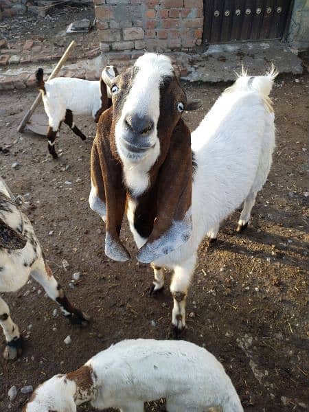 healthy male gulabi goat 1