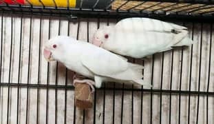 Albino fisher Latino love birds parrots breeder