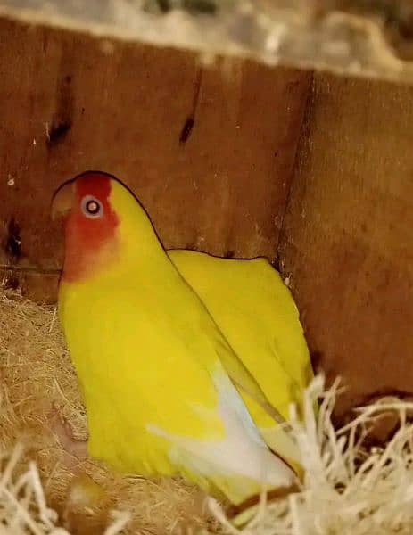Albino fisher Latino love birds parrots breeder 1