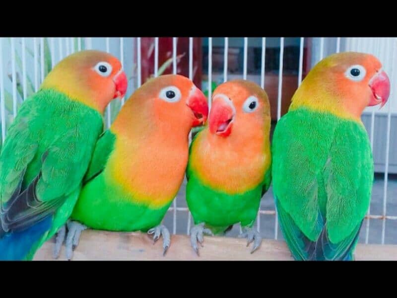 Albino fisher Latino love birds parrots breeder 3