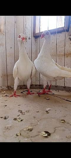 white self Danish breeder pair