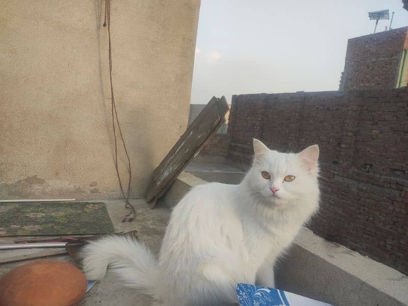 Cat | Kitten | Cat pair | Persian kitten | Tripple coat | Bili | Cato 2