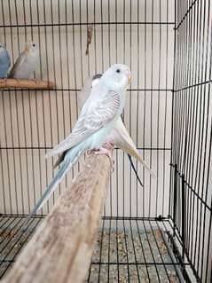 budgies.  banglized finch pathy for sale
