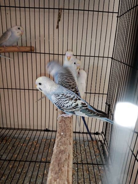 budgies.  banglized finch pathy for sale 1