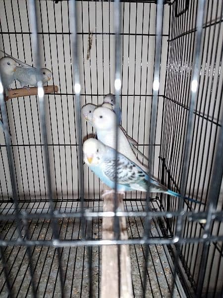 budgies.  banglized finch pathy for sale 2