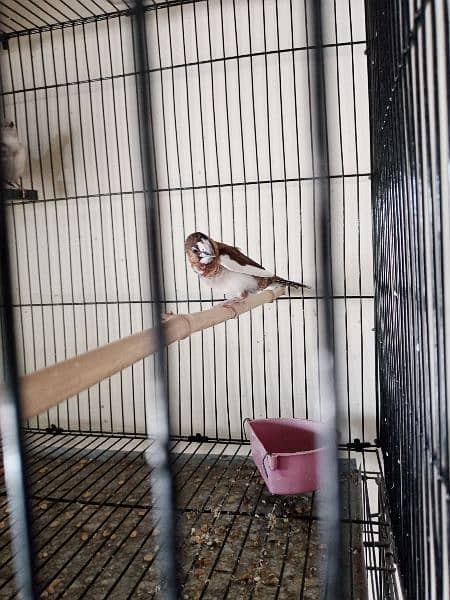 budgies.  banglized finch pathy for sale 3
