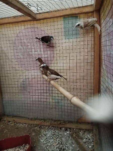 budgies.  banglized finch pathy for sale 4