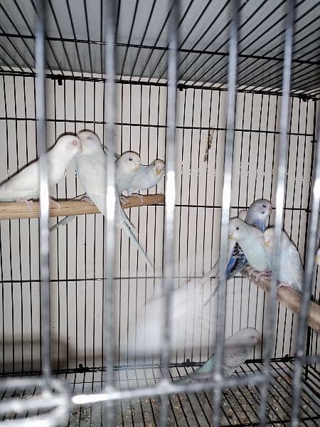 budgies.  banglized finch pathy for sale 6