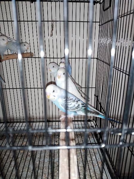 budgies.  banglized finch pathy for sale 7